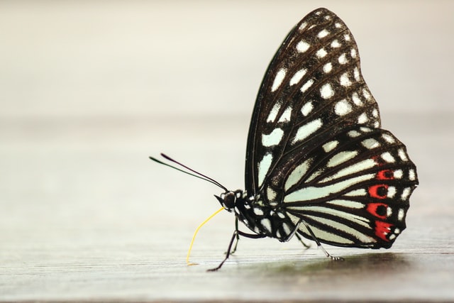 How the Butterfly Can Shape an Ecosystem and Why We Need to Protect Them -  One Green Planet