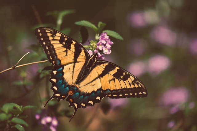 Butterflies – Butterfly Facts for Kids – Twinkl USA