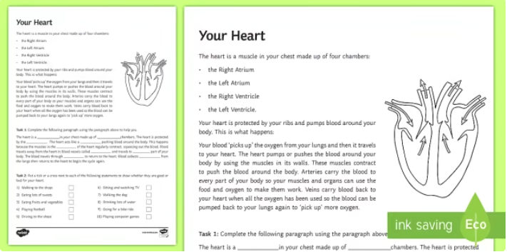 Your Heart Worksheet