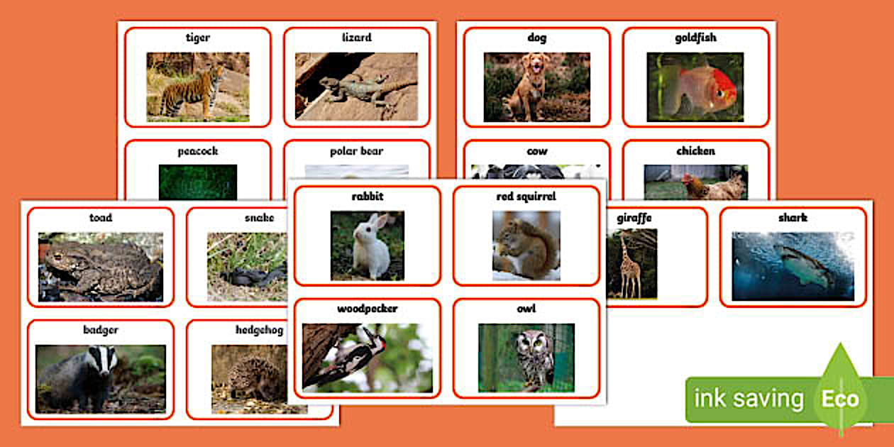 Comparison Cards for animals that are alike and different