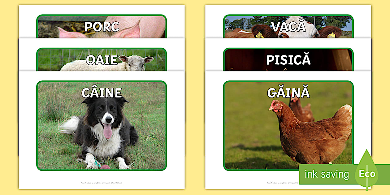 Animale domestice Fotografii de afișat