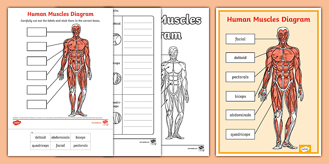 Human Body Muscles Diagram Activity Pack (teacher made)