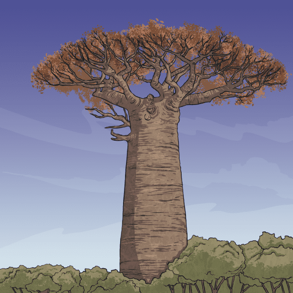 What is a woodland habitat? Twinkl