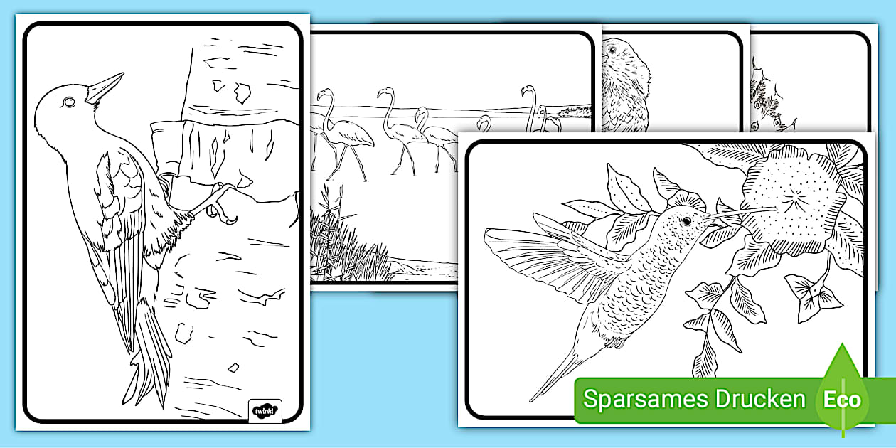  Malvorlagen Vögel - Ausmalbilder zu verschiedenen Vogelarten Motiv 