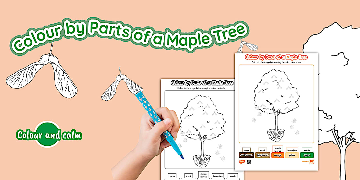 Colour by Parts of a Maple Tree Worksheet