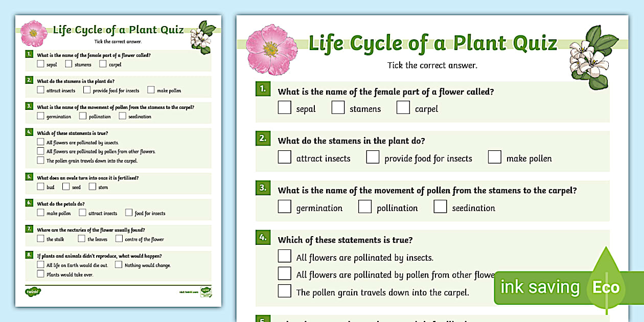 Life Cycle of a Plant Paper Quiz