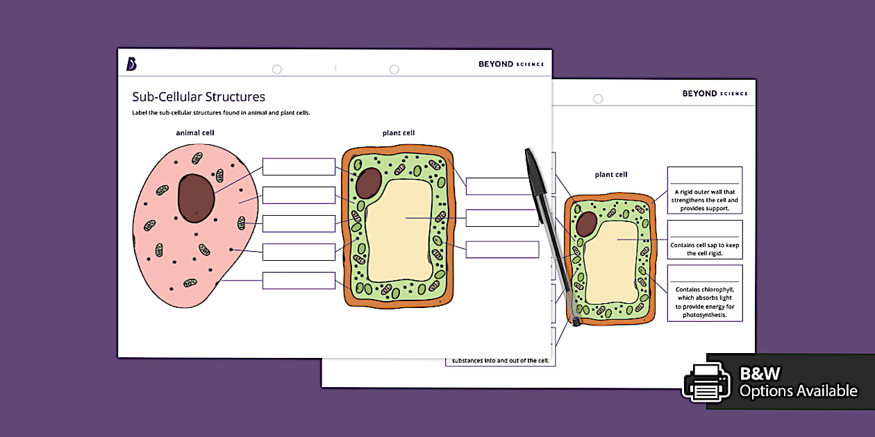 Animal and Plant Cell Labelling Worksheet KS3 Biology