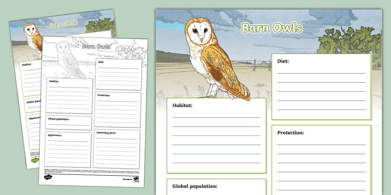 Barn Owls Fact File Template (teacher made) - Twinkl