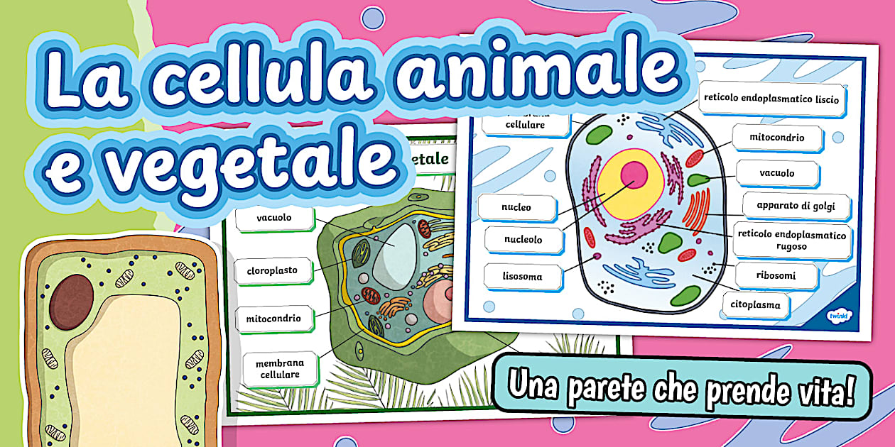 Poster: La cellula animale e vegetale