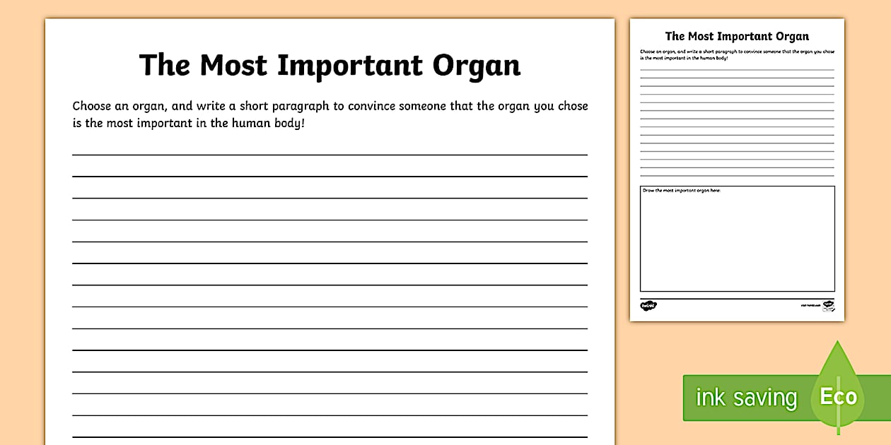 Editable The Most Important Organ Writing Template - Twinkl