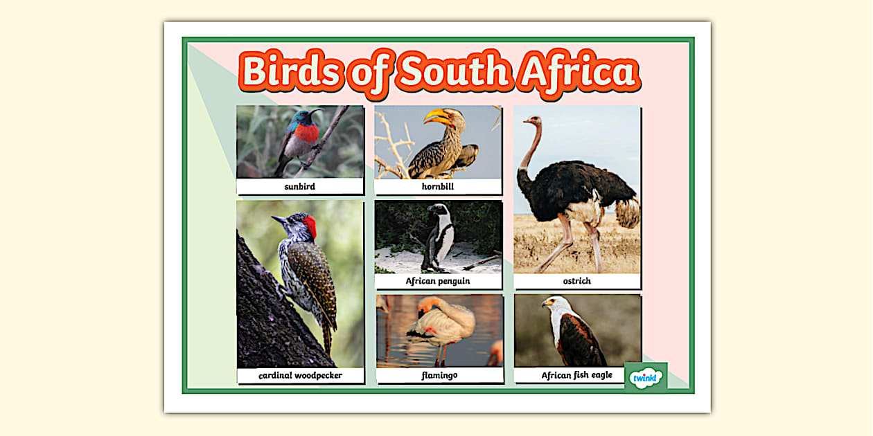 Birds of South Africa Photo Display Poster (teacher made)
