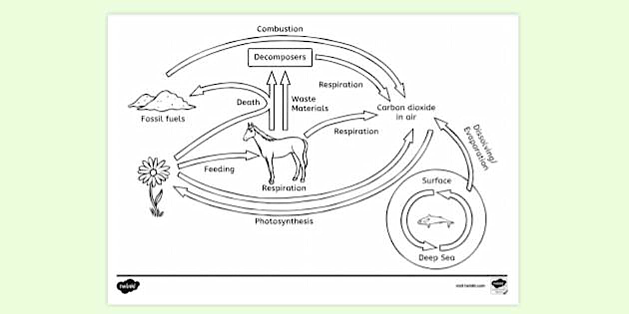 Water Carbon And Nitrogen Cycle Worksheet Color Sheet