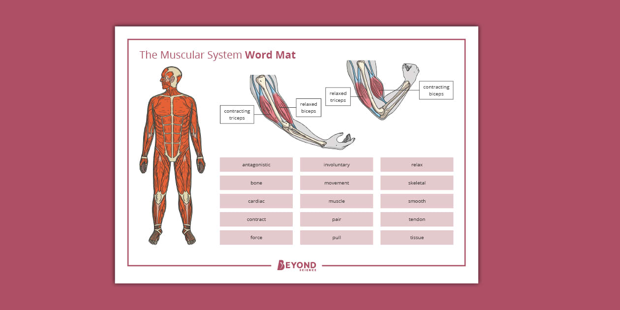 Muscles Word Mat Ks3 Biology Beyond Secondary Twinkl