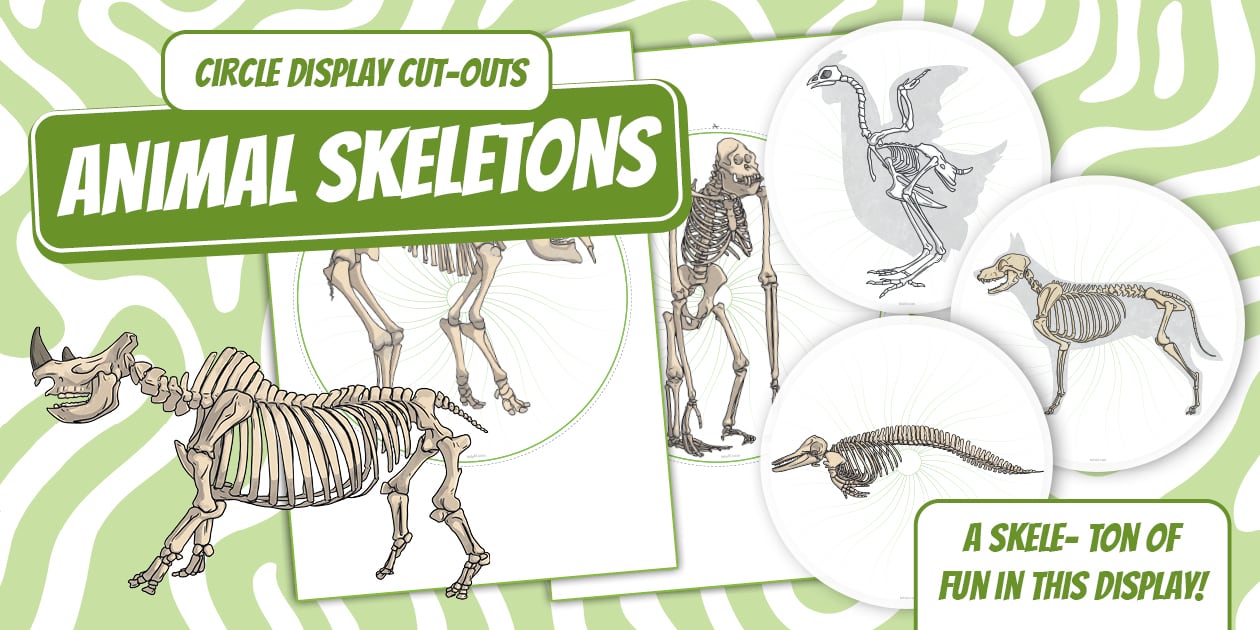 Intermediate Phase Natural Sciences - Animal Skeletons Circle Display ...