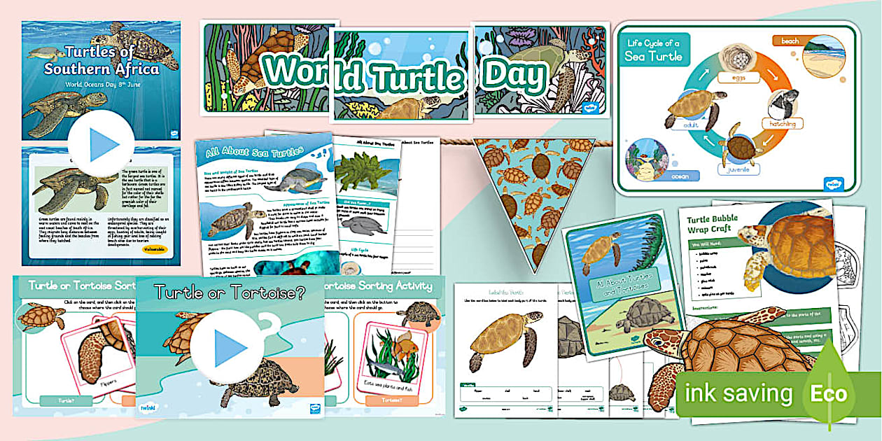 World Turtle Day Activities (TeacherMade) Twinkl