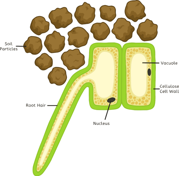 What are Xylem and Phloem? - Answered - Twinkl Teaching Wiki