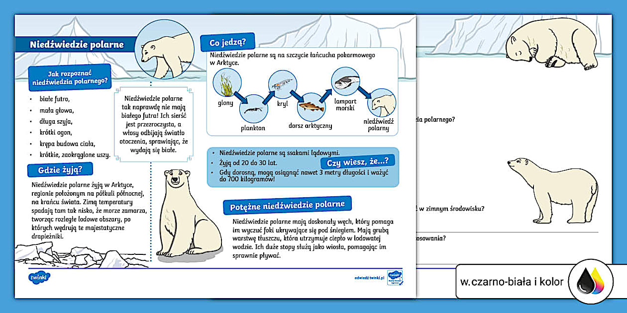 Niedźwiedzie polarne | Karta faktów | Edukacja przyrodnicza