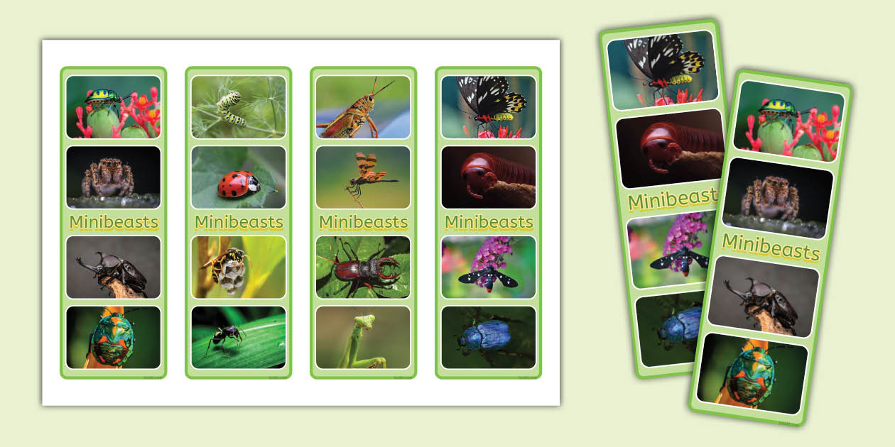 Minibeasts Photo Strip Bookmarks (teacher made) - Twinkl
