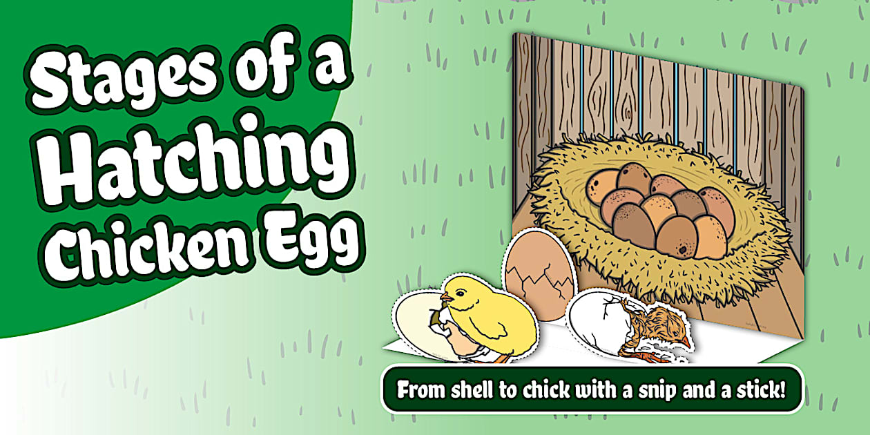Stages of a Hatching Chicken Egg Diorama Craft