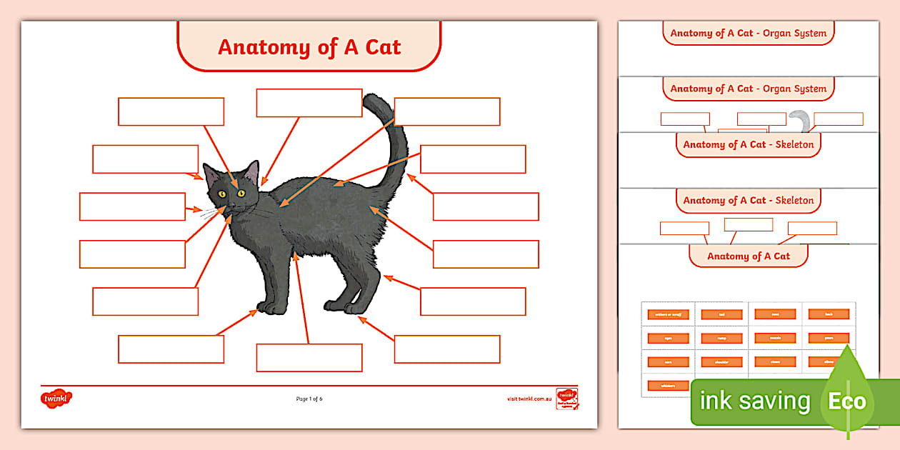 Parts of A Cat - Anatomy