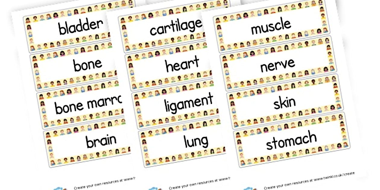How Humans Work - Body Vocabulary Cards (Teacher-Made)