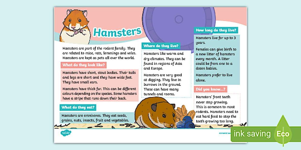 Hamsters KS1 Fact File - Animals - Rodents - Pets - Twinkl
