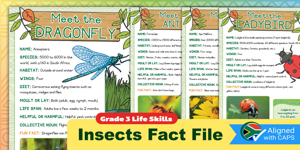 Grade 3 Life Skills Term 2 Insects Fact File (CAPS Aligned)