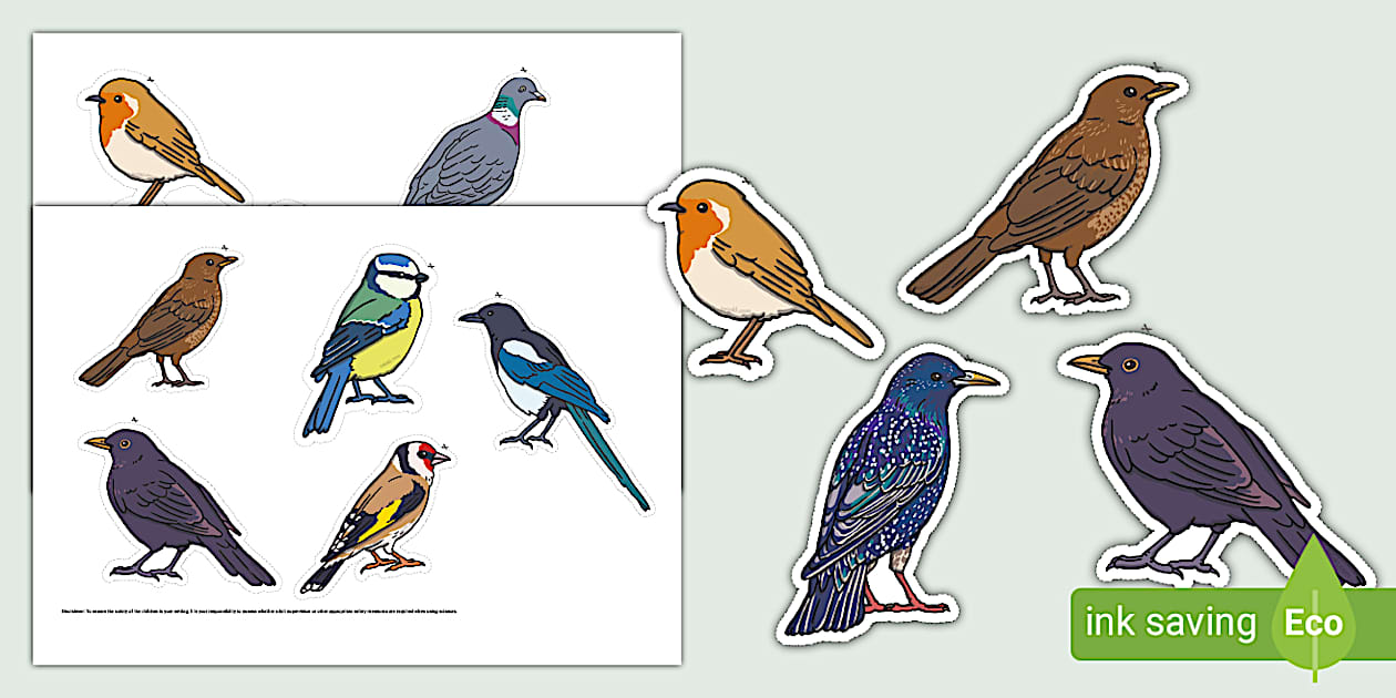 Garden Birds Display Cut-Outs (teacher made) - Twinkl