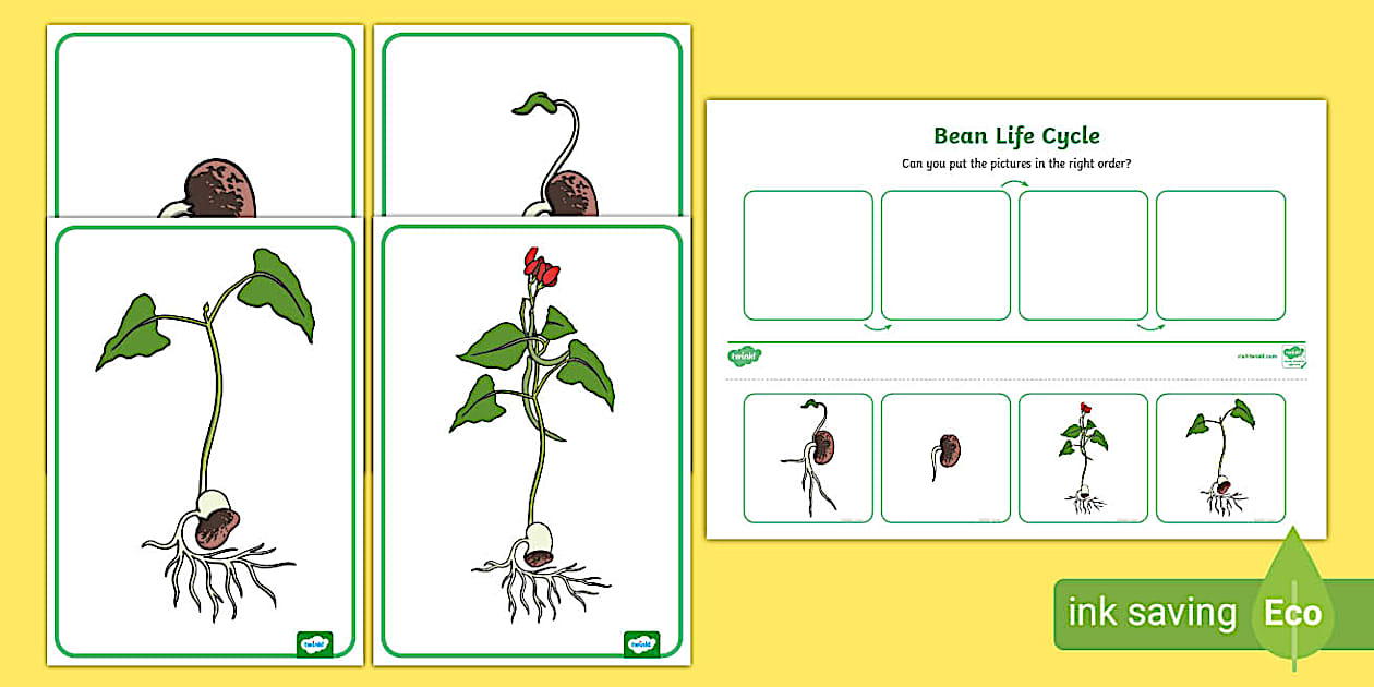 Bean Lifecycle Worksheet and Posters (Teacher-Made) - Twinkl