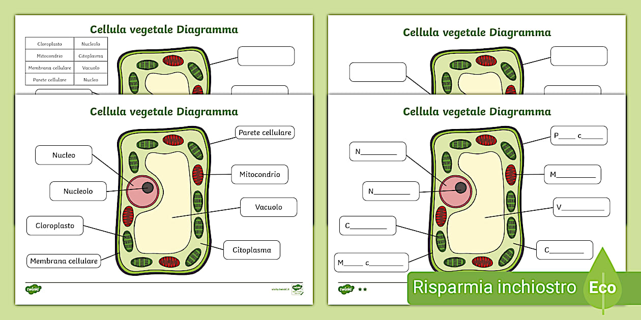 la cellula scuola primaria pdf