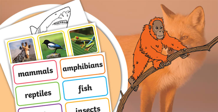 World Animal Day 2023 - Teaching Resources - Twinkl