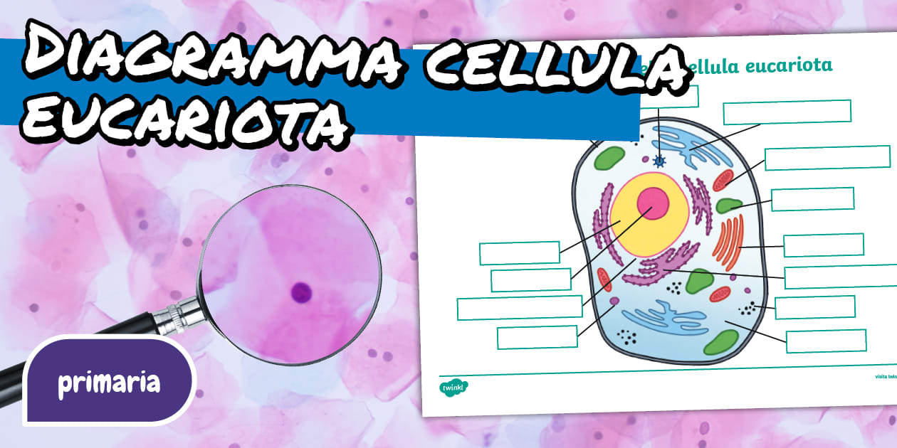 Diagramma cellula eucariota per la primaria