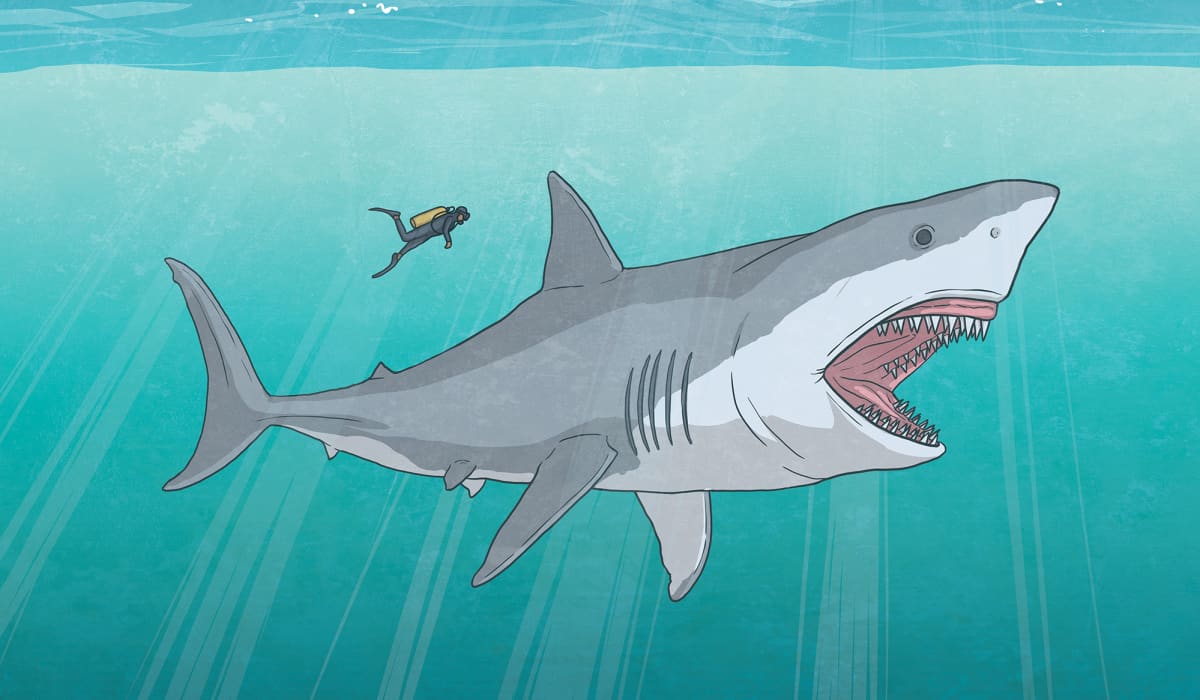 Megalodon Shark Size Revealed Twinkl Newsroom Megalodon Shark Size Revealed Twinkl Newsroom
