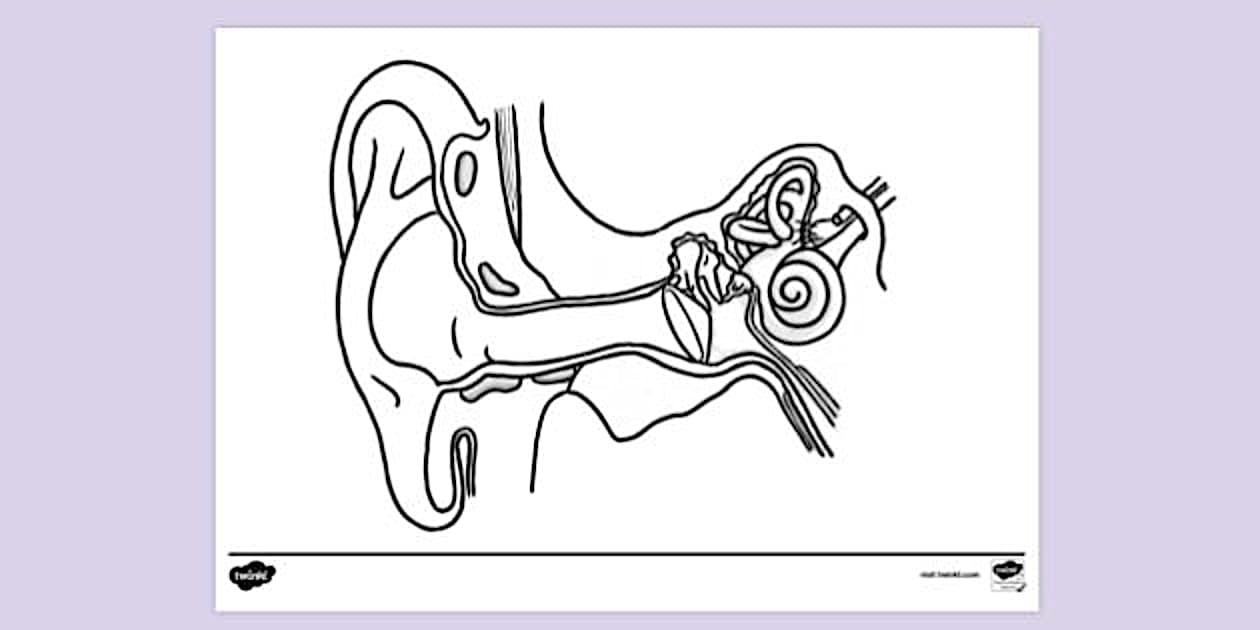 Earcoloring Colouring Sheet | Colouring Sheets (teacher made) - Twinkl