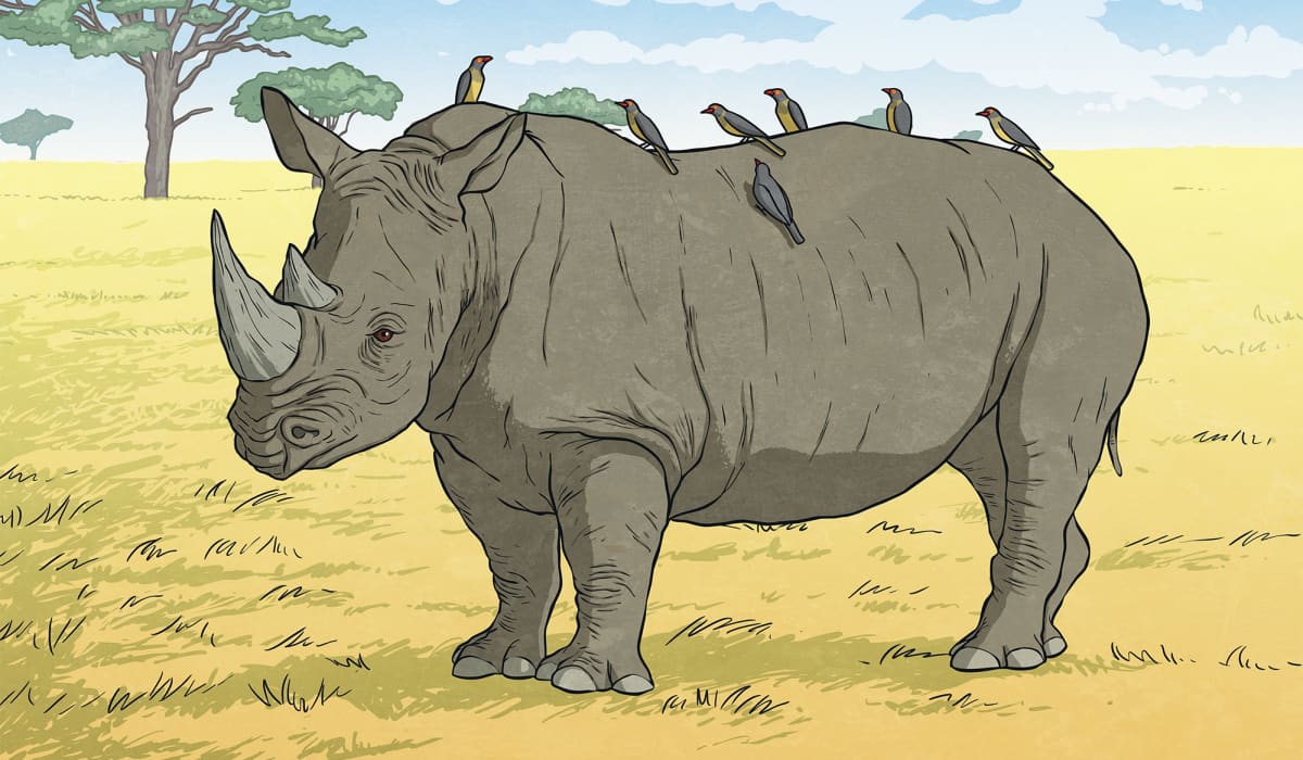 Rhino Guards Twinkl Newsroom