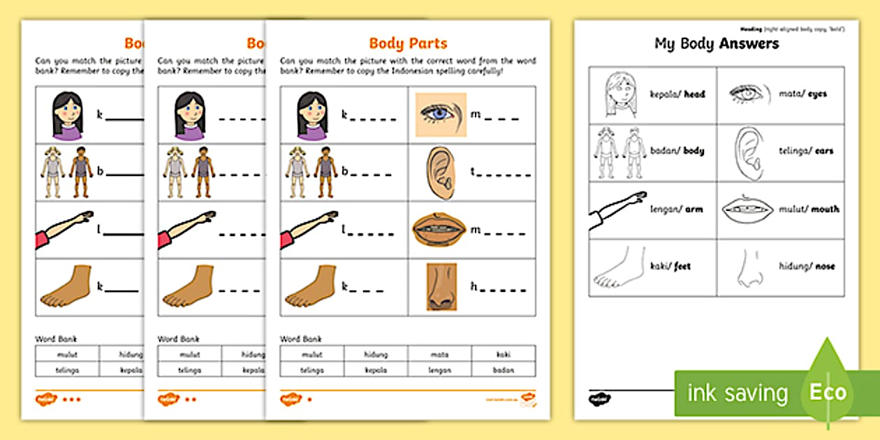TAS My Body Differentiated Worksheet Indonesian - Twinkl