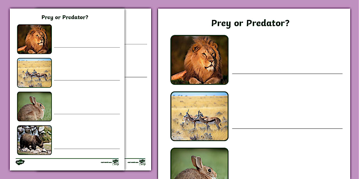 Prey Or Predator Activity Sheet Teacher Made Twinkl