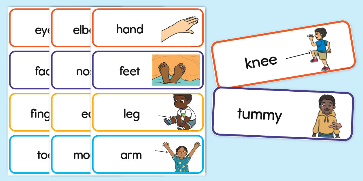 Parts of the Human Body Word Cards - Twinkl