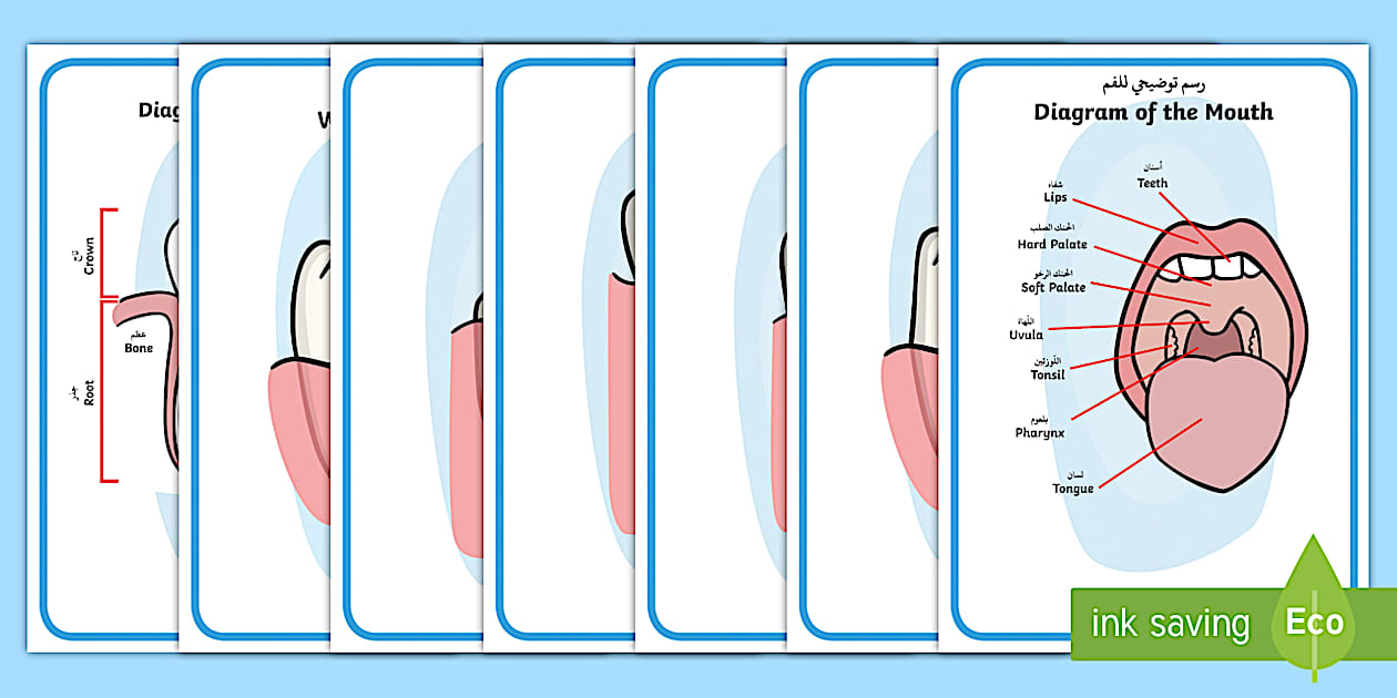 Editable Teeth Posters - Arabic to English Translations