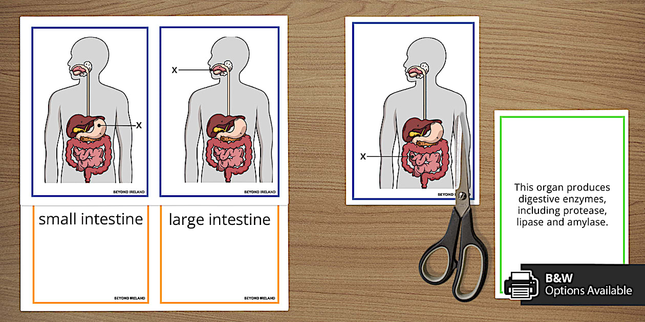 Digestive System Find a Friend Card Sort
