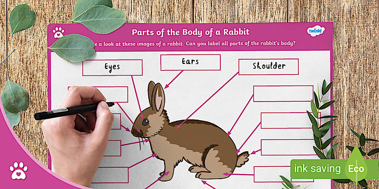 Parts of the Body of a Rabbit - Labelling Activity - Bunny