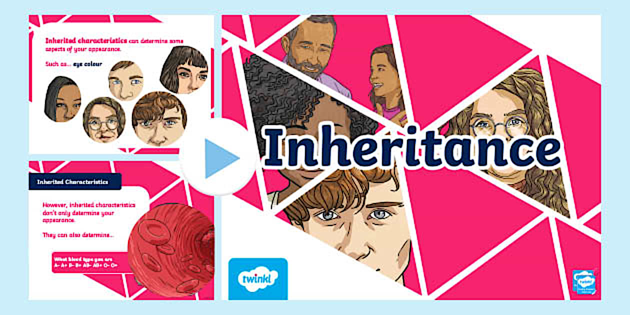 Inheritance PowerPoint (teacher made) - Twinkl