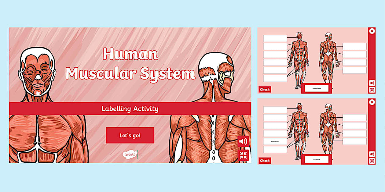 Human Muscular System Interactive Labelling Activity