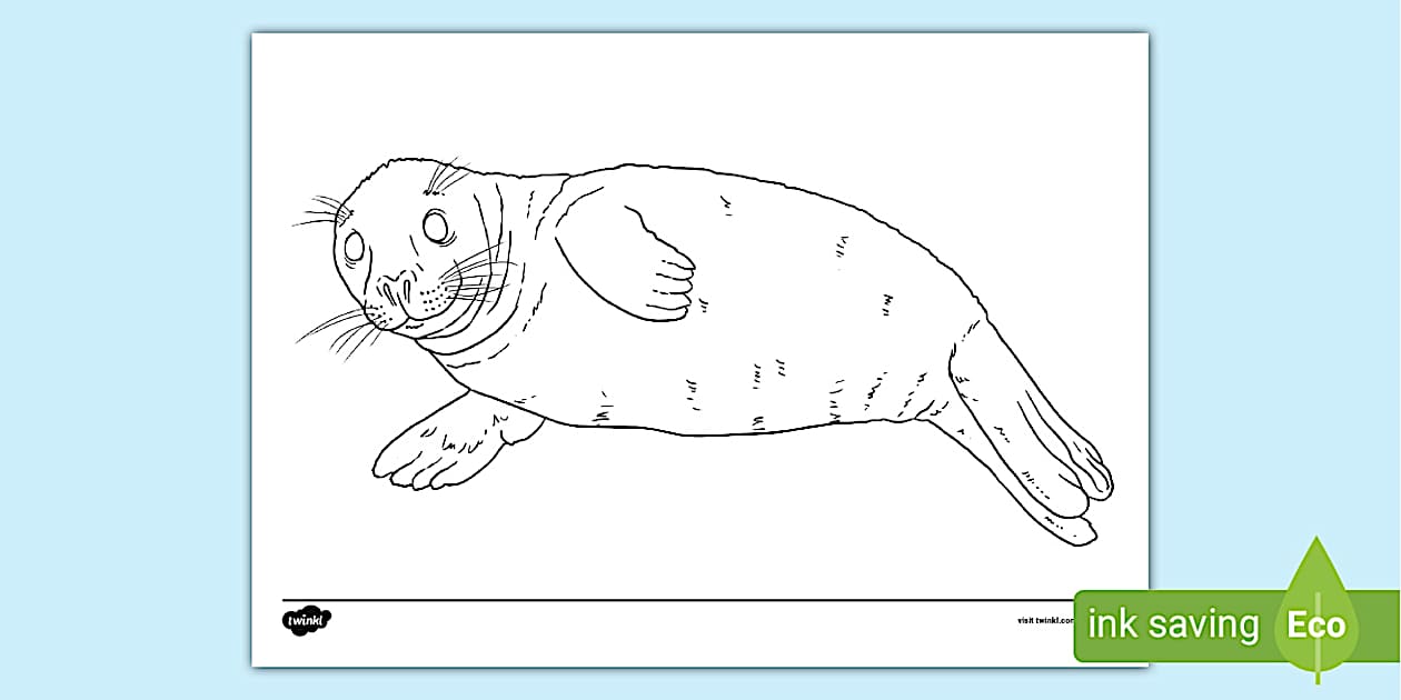 Baby Seal Colouring Sheet - Primary Resources