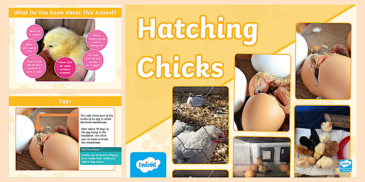 Hatched Rajand Virtual Hatching Chicks Photos and Video PowerPoint - Twinkl
