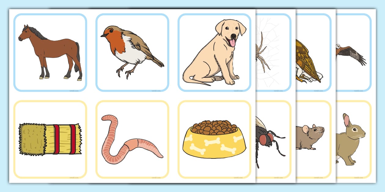 UK Animals and What They Eat Matching Cards