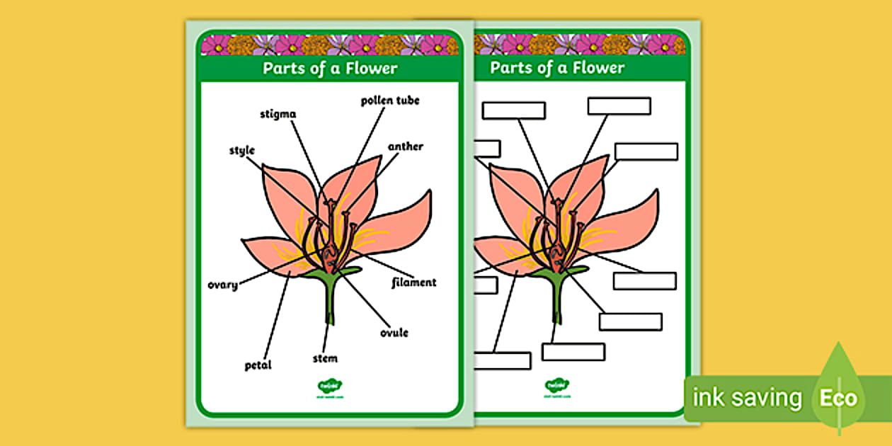 Flower Labelled Labelling a Flower Worksheet for Kids