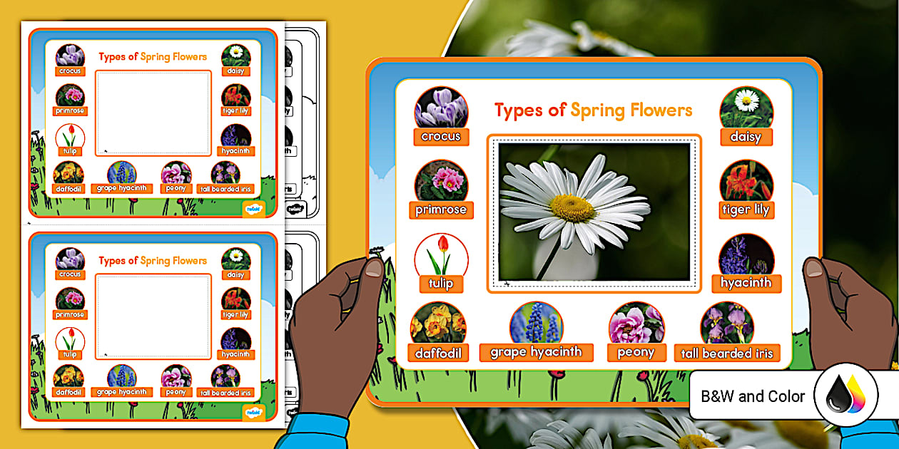 Portable Spring Flower Identification Frame Viewer - Twinkl