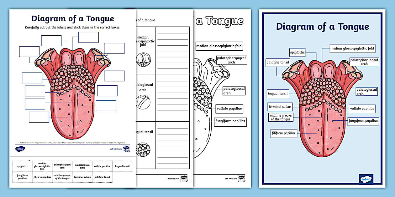 Diagram of a Tongue Activity Pack (teacher made) - Twinkl