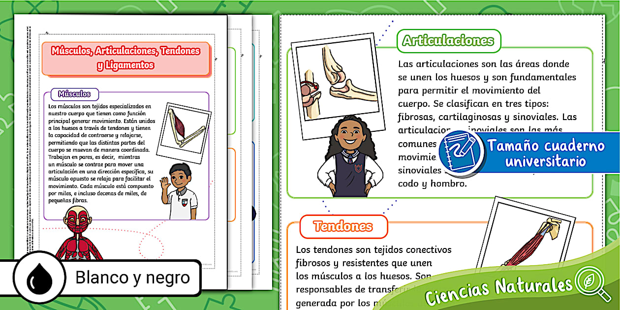 Diagrama De Músculos Y Tendones Del Hombro